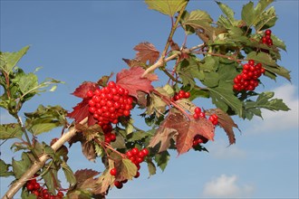 Guelder rose