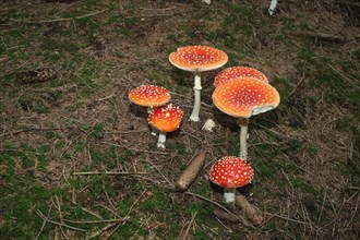 Fly agaric