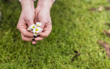 Woman with little white flowers near grass land. Resolution and high quality beautiful photo