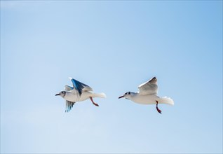 Pair of seagulls are flying in sky over the sea waters