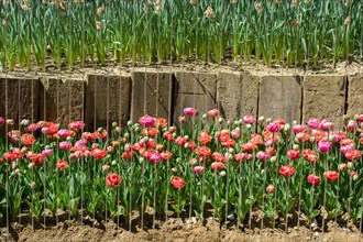 Garden with blooming tulip flowers in spring garden