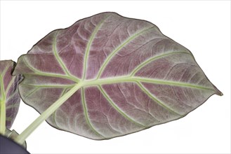 Lower red side of leaf of tropical 'Alocasia Reginula' houseplant isolated on white background. Also called 'Alocasia Black Velvet'