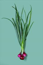 Fresh spring red onion with tops