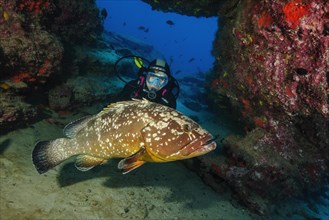 Diver looking at large dusky grouper
