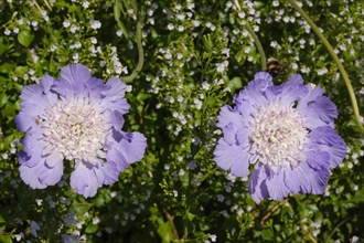 Flowers of the pigeon scabious