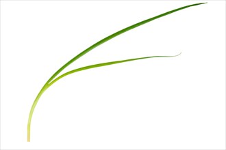 Stem of green spring onion isolated on white background