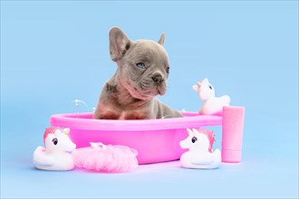 French Bulldog dog puppy in pink bathtub with rubber ducks on blue background
