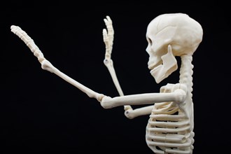 Human skeleton model for medical anatomy science Medical clinic concept
