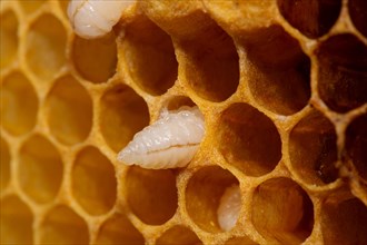 Honey bee Honeycomb with pen-shaped egg
