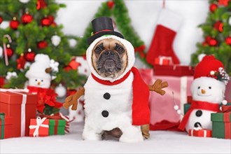 Funny French Bulldog dog in Snowman costume next to Christmas tree and gift boxes