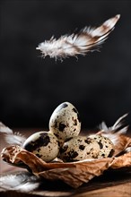 Quail eggs in small plate with flying feather