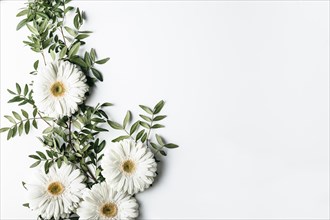 Top view white daisies. Resolution and high quality beautiful photo