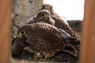 Kestrel three fledglings mouse eating in nest in church tower sitting seeing different