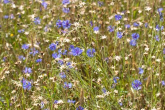 Field of blue wild herbs between cereal stalks