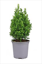 Small potted 'Chamaecyparis Thyoides' White Cedar plant on white background
