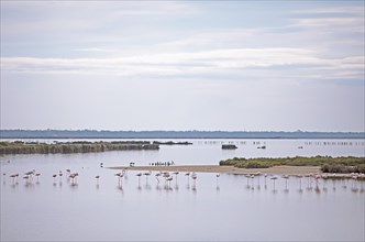 Flamingos