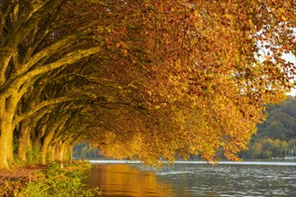 Autumnal plane tree avenue at Lake Baldeney