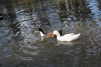A few ducks swim in a pond in spring time
