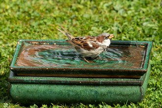 House sparrow standing in table with water in green grass right looking