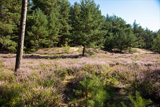 Area of heather with flowering heather and pine trees against a blue sky