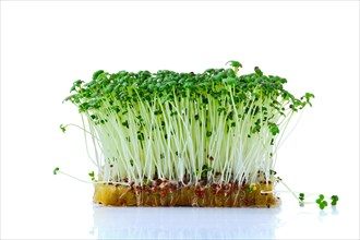Fresh microgreens. Sprouts of mustard plant isolated on white background