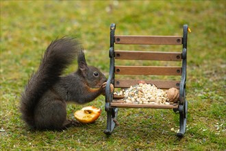 Squirrel holding nut in hands standing next to bench with food in green grass looking right