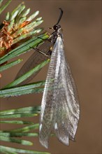 Common antshrike hanging from pine needles looking up left