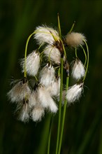 Broad-leaved cotton grass Inflorescence with several white flowers