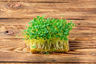 Fresh microgreens. Sprouts of arugula on wooden background