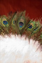 Beautiful bird feathers for decorative purposes