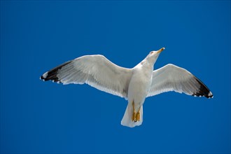 Single seagull flying in a blue sky as a background