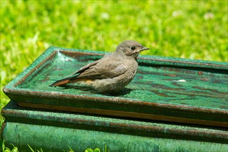 House Redstart standing in table with water looking right