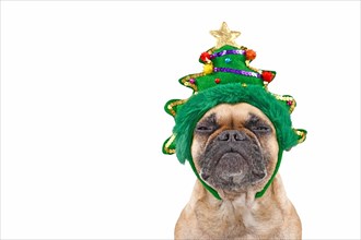 Dog with Christmas tree on head. French Bulldog wearing funny headband while making a not amused face on white background