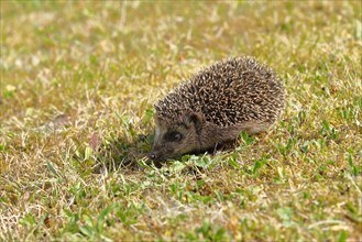 European hedgehog