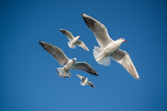 Pair of seagulls flying in blue a sky background