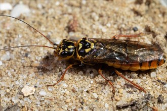 Large pine leaf wasp sitting on sandy soil left sighted