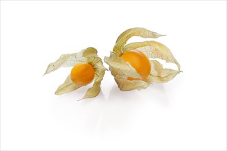 Two physalis with shadow on white background