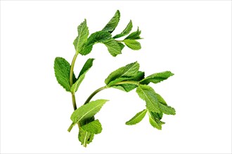 Top view of fresh mint twigs isolated on white