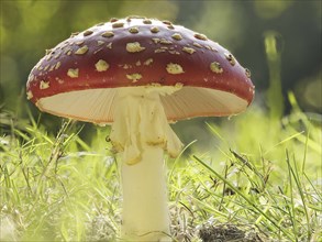 Cap of fly agaric