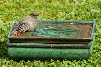 House Redstart with spread wings standing in table with water in green grass looking right