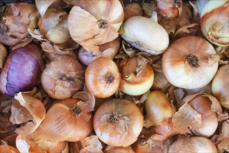 Top view bunch organic onions. Resolution and high quality beautiful photo