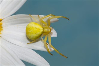 Variable crab spider yellow spider with legs spread sitting on white flower right seeing against blue sky