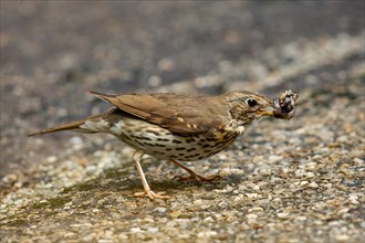 Song Thrush with snail in beak standing on ground looking right