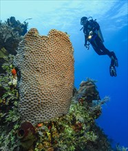 Diver looking at illuminated large polyp great star coral