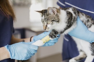 Close up veterinarians helping cat