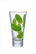 Fresh mint leaves on walls of empty wet highball glass isolated on white background