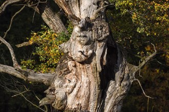 Face-like growth on an old english oak