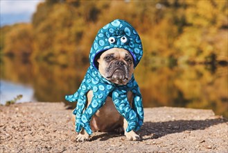 Halloween dog costume. French Bulldog wearing funny octopus suit with eyes and tentacle arms