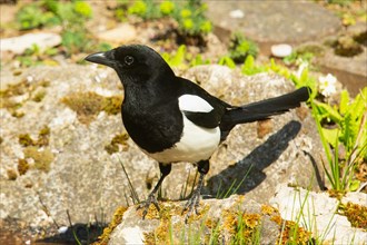 Magpie standing on stone looking left