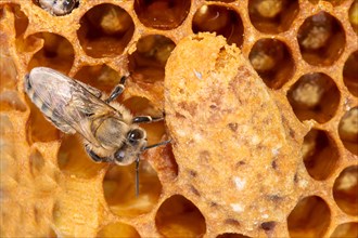Honey bee sitting on comb next to queen cell seen on right side